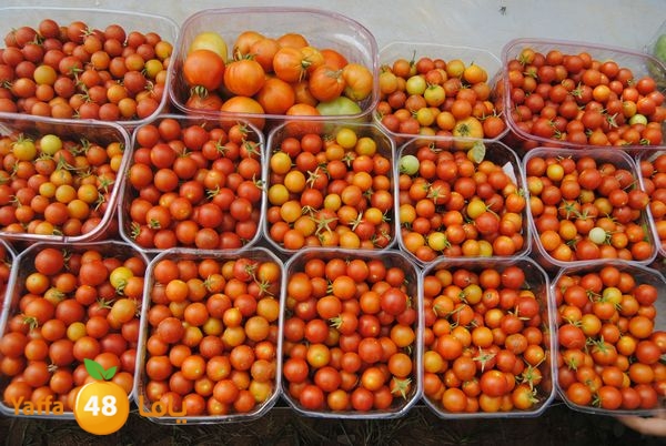 sooqelzahra2lud602 (23).JPG